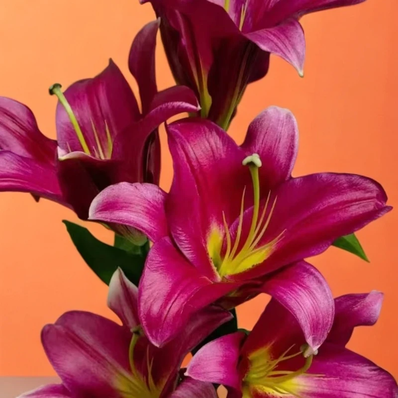 （阿卷哥专属）三头火石香水百合 京东包邮