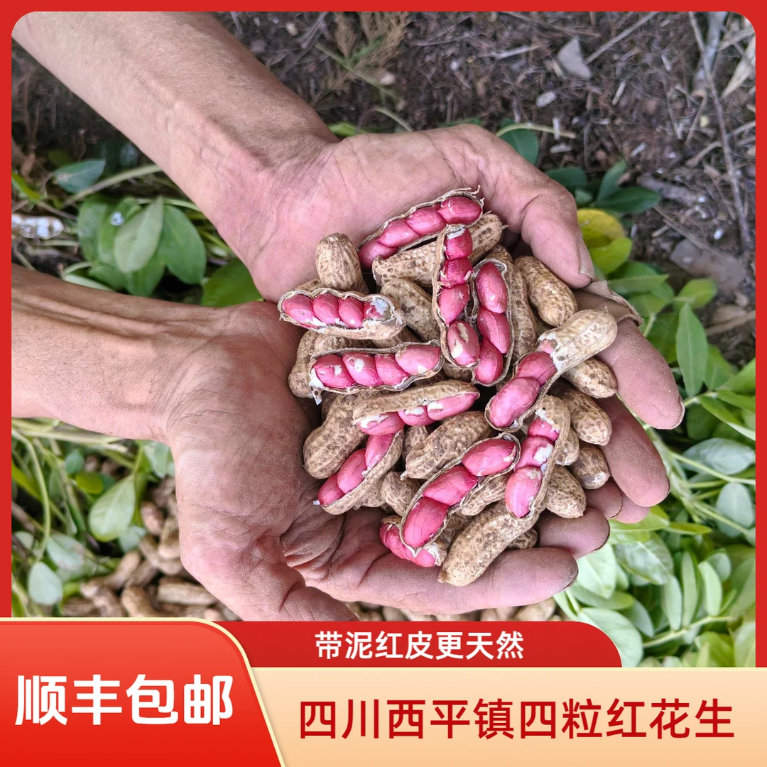 【顺丰包邮】四川西平镇四粒红带泥红皮鲜花生