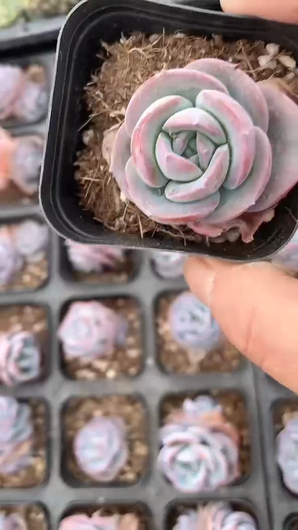 【闪购商品】65布鲁蓝单双多肉