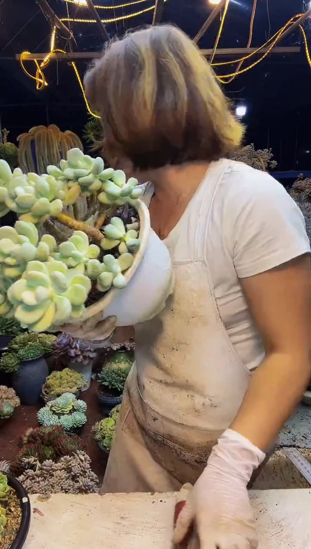 38号一物一拍脱土包邮