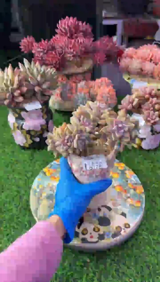 昆明印象多肉6178