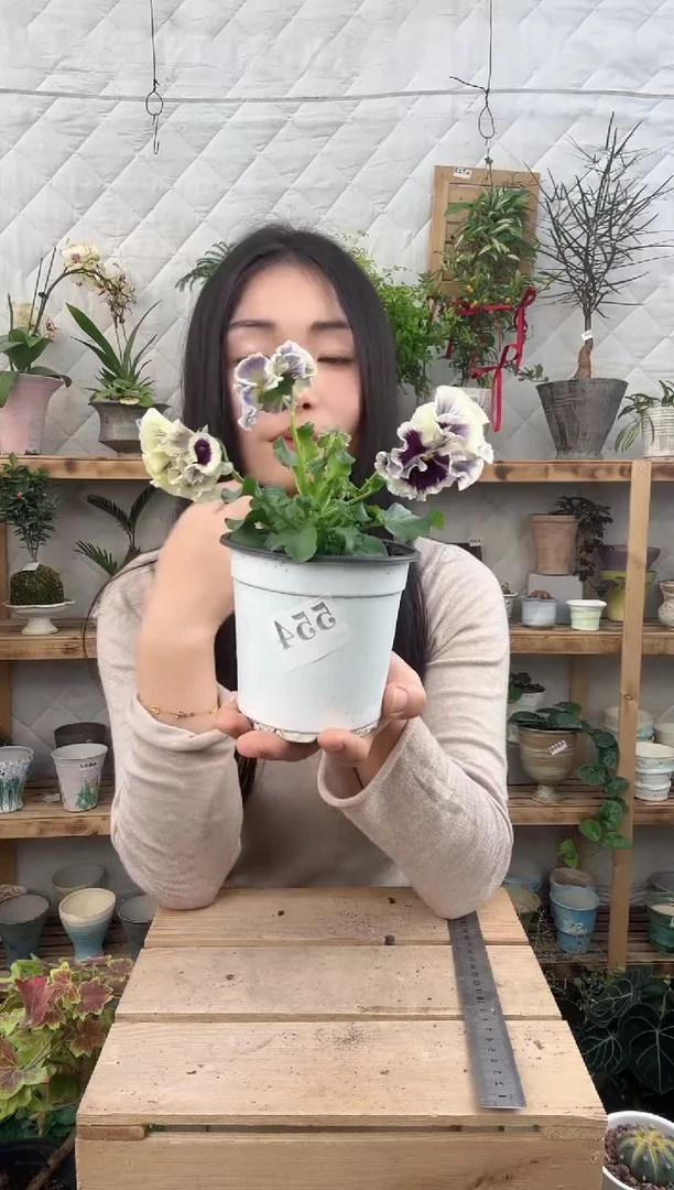 无花朵554角锦育苗盆