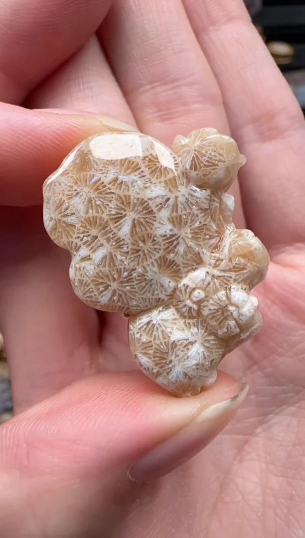 颈饰未镶嵌硅化珊瑚（珊瑚玉）381