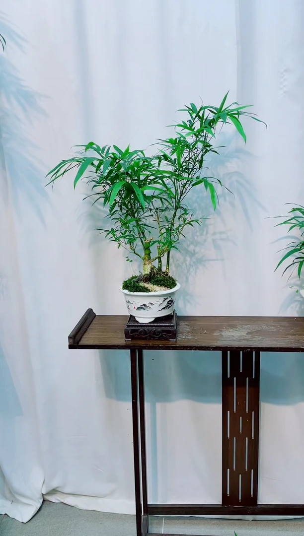 无花朵竹子盆景竹子盆景