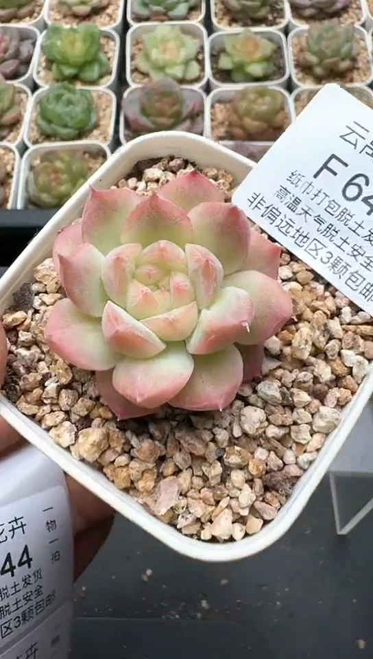 643F云禹多肉植物 默认脱土纸巾打包 3颗包邮