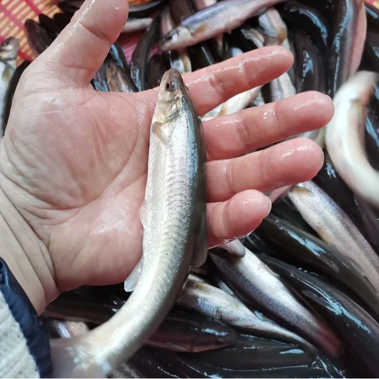 东北纯野生柳根鱼野生河鱼冰鲜空运48小时到活全国包邮送货上门
