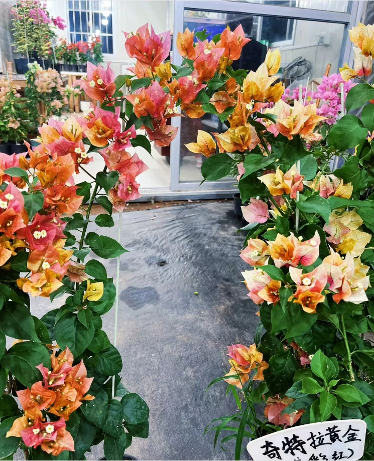 {奇特拉黄金} 嫁接盆苗 爬藤飘枝垂吊