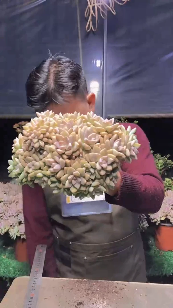 130淡雪缀化一物一拍