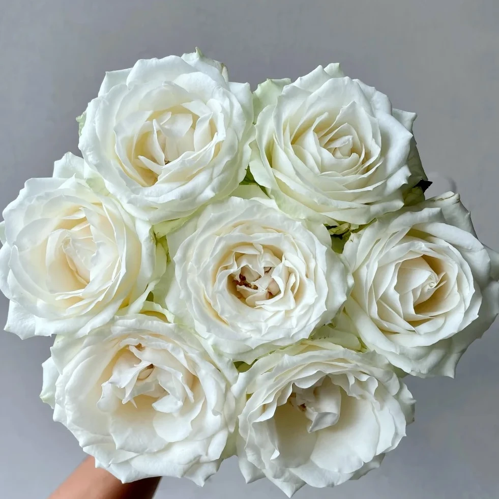 【月亮花圃】单头（白雪山）10枝  1单普通快递，2单以上顺丰冷链