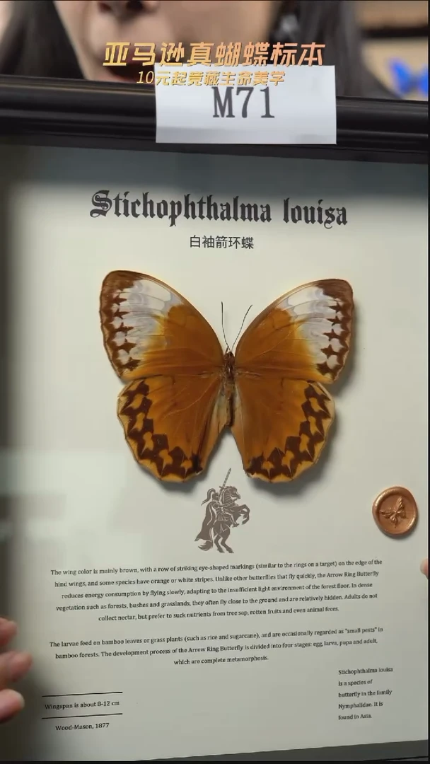 蝴蝶标本摆件竞拍m71