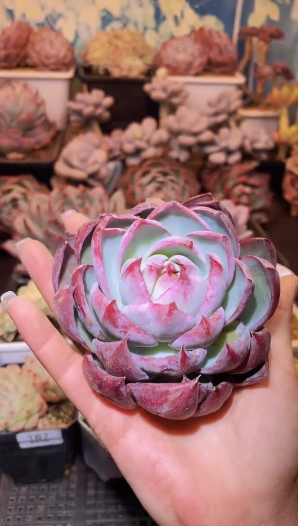 【闪购商品】197惊鸿仙子