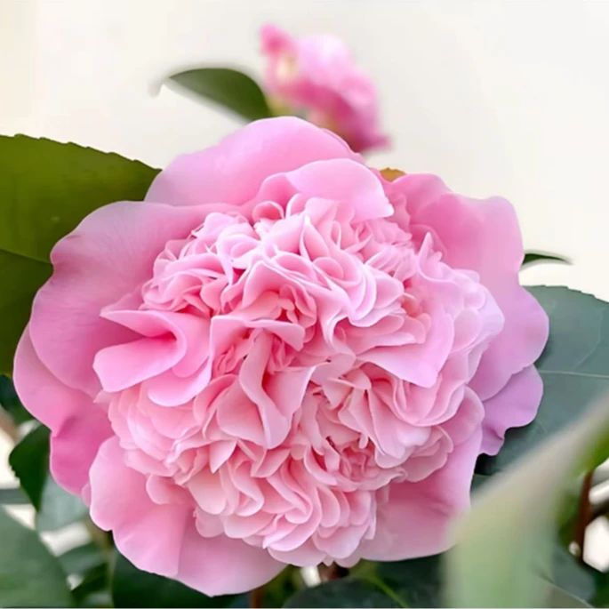 【高80cm-1米带花苞】香妃茶花带花苞庭院老桩开花花卉绿植好61