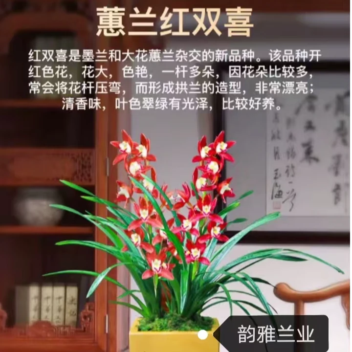 基地直销兰花(红双喜)年宵花好养易活清香型花卉绿植盆栽