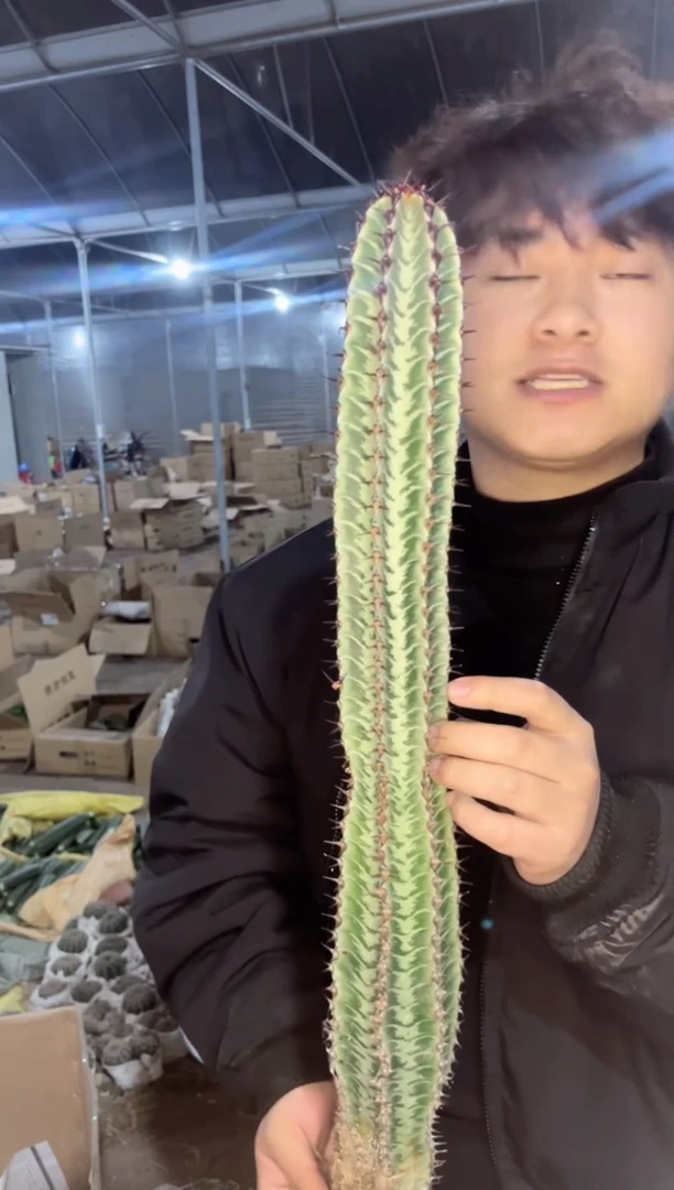 【闪购商品】【带根】高50cm 斑马柱