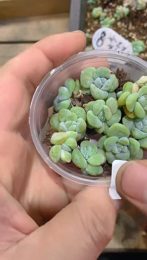 158冰玉石化锦    量拍