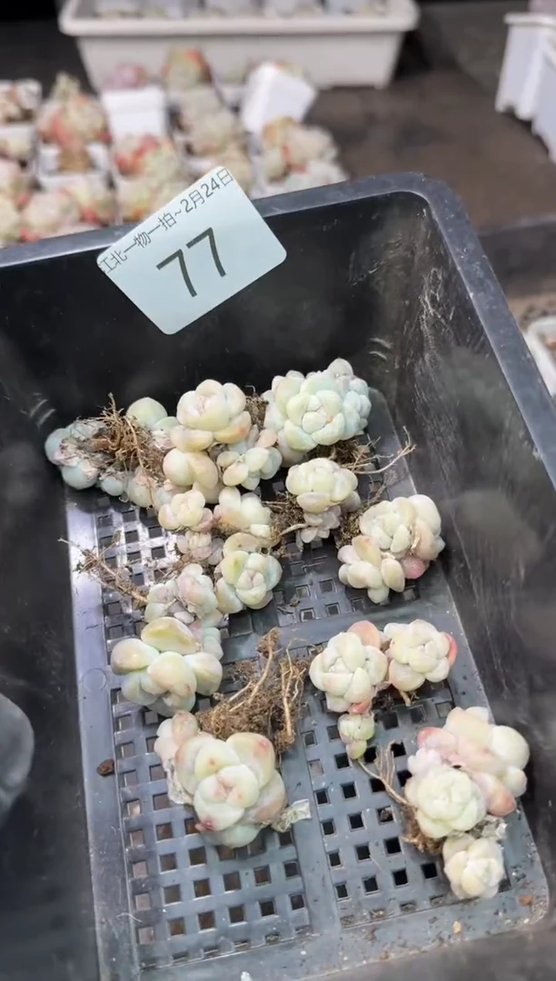 【闪购商品】77号到手1框---江北多肉