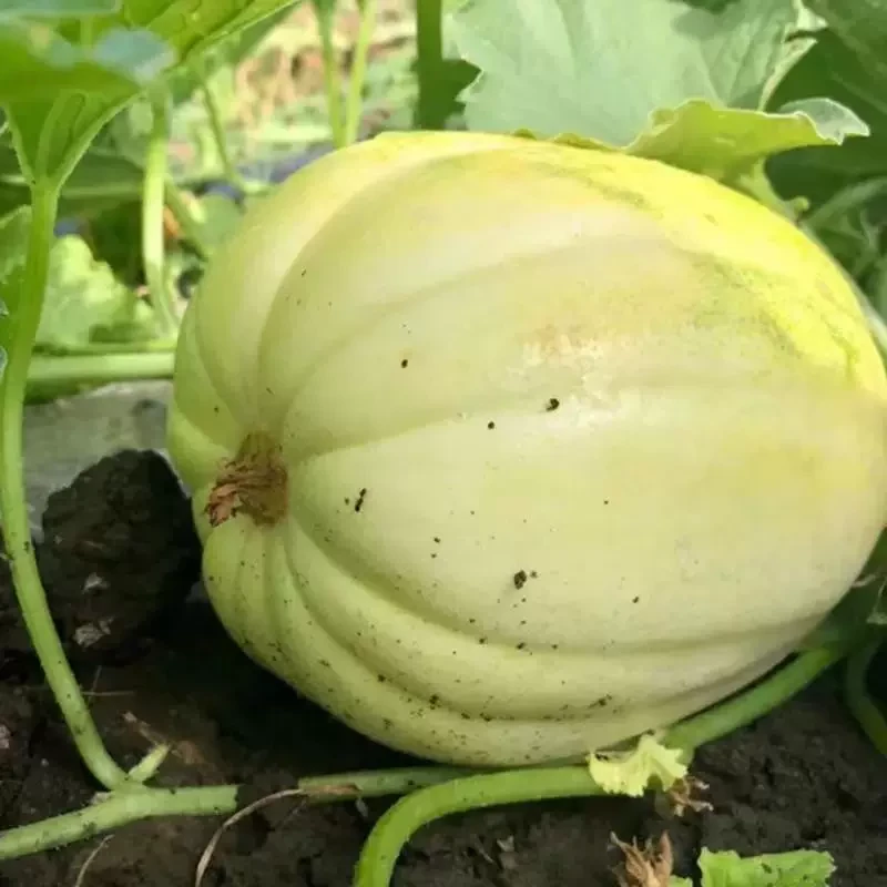 东北吉林香瓜3斤装