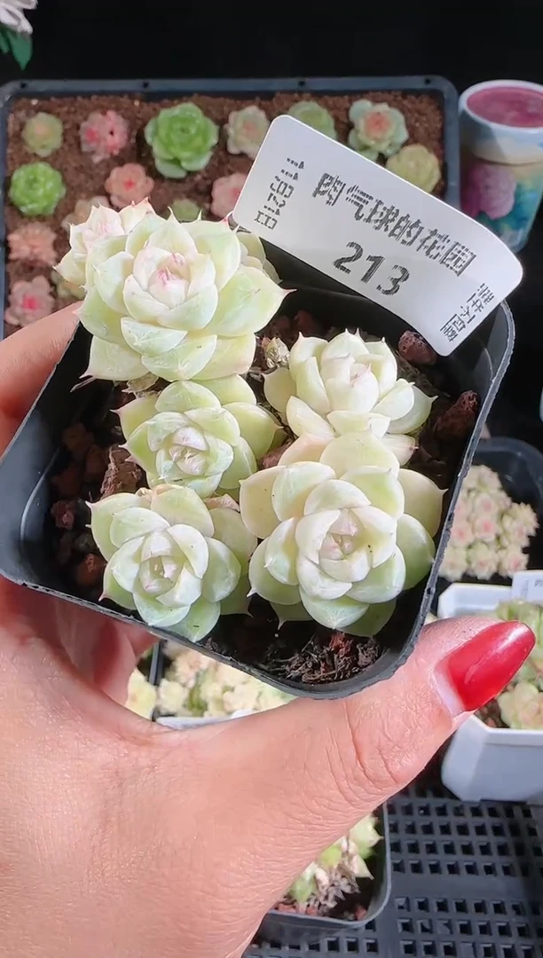 1121-213群生不包整