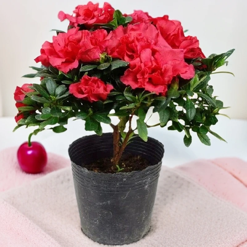 杜鹃花盆栽大苗带花苞老桩树四季开花植物室内外阳台别墅庭院花卉