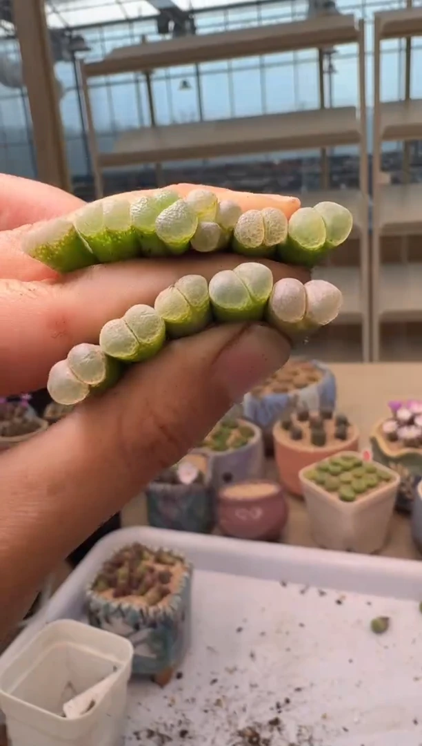 28-295多肉植物肉锥