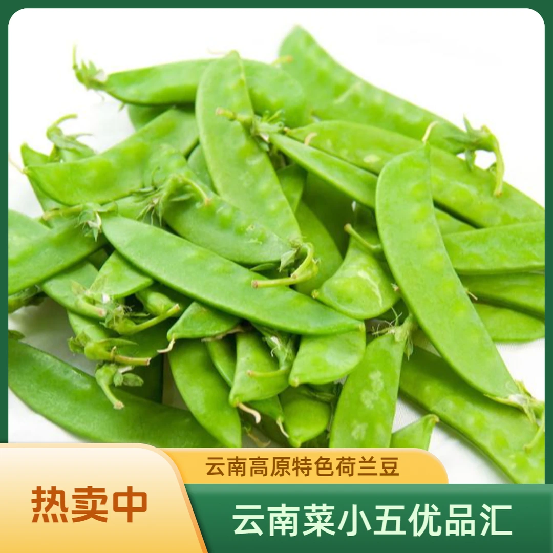 【全新版】云南高原特色荷兰豆  产地直发