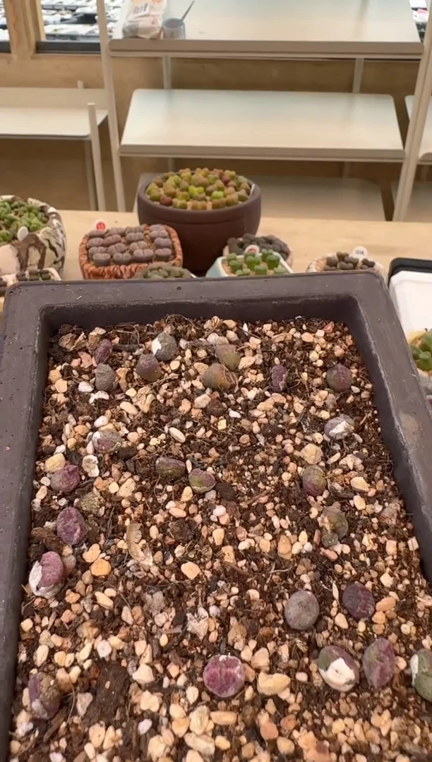 27-230多肉植物肉锥