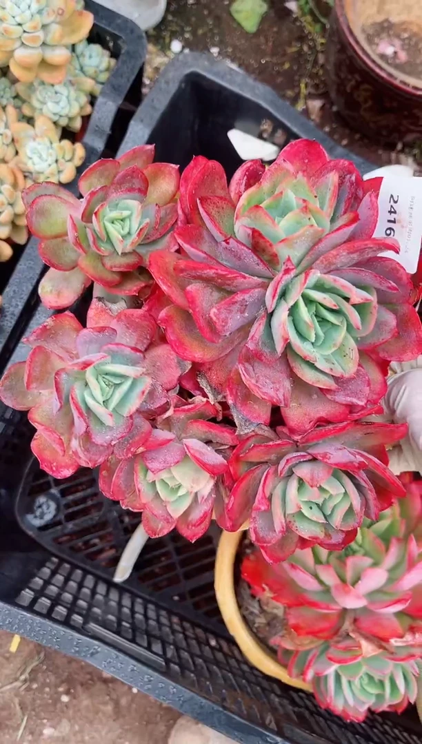 【闪购商品】24164