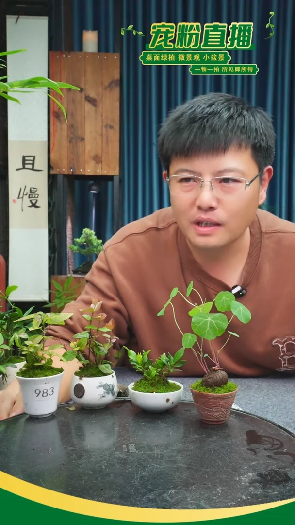 无花朵骑****ღ苔藓微景观983号
