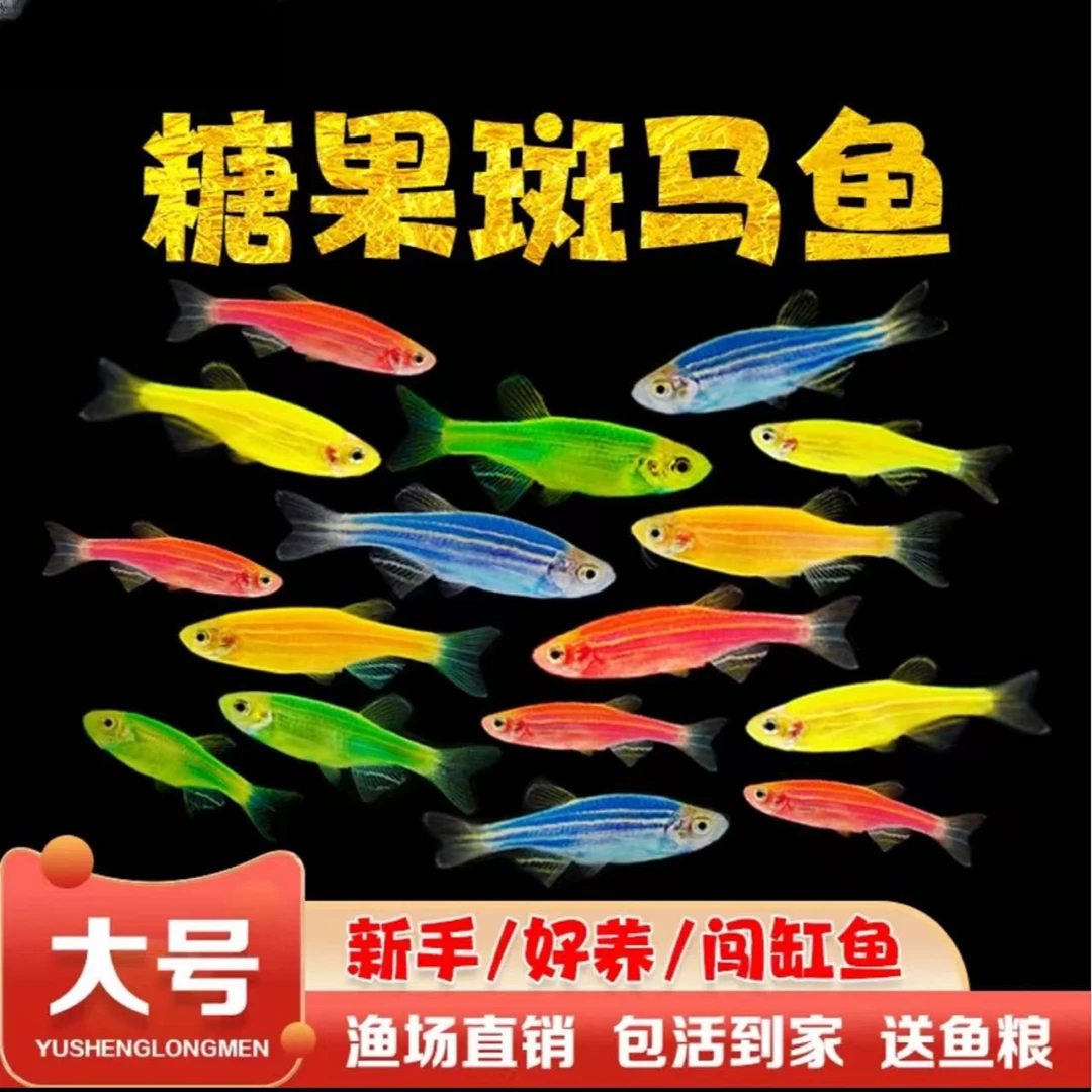 七彩斑马鱼灯科鱼淡水新手好养七彩小鱼五彩荧光小型鱼观赏鱼耐活