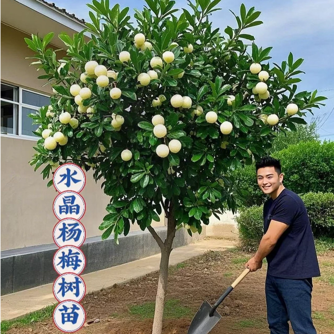 测试链接//A1云南白水晶杨梅苗杨梅树树苗嫁接盆地栽南方特大果树