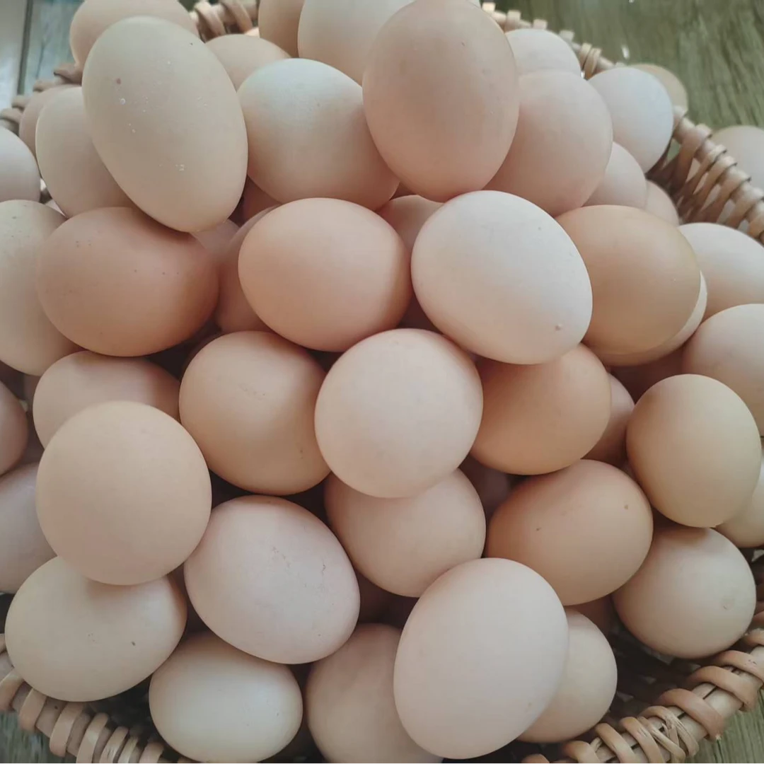 大西洼农场五谷鸡蛋10枚
