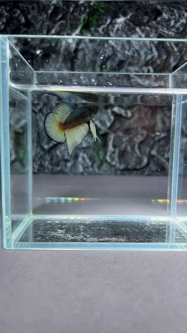 斗鱼竞拍链接A045
