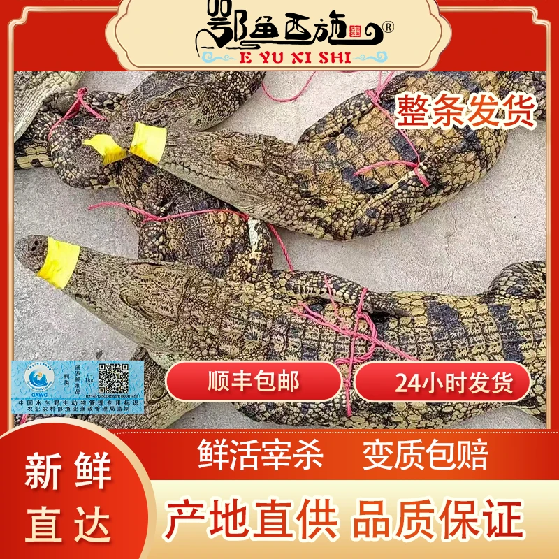 鄂鱼西施新鲜整条人工养殖鳄鱼肉（免费宰杀，20斤起）顺丰包邮