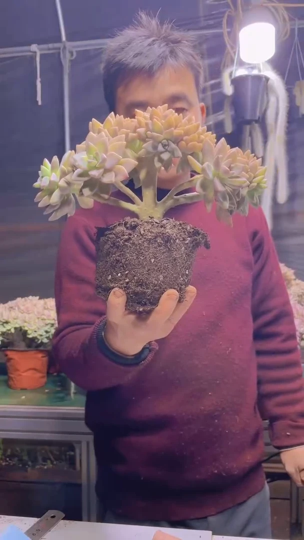 349淡雪缀化一物一拍