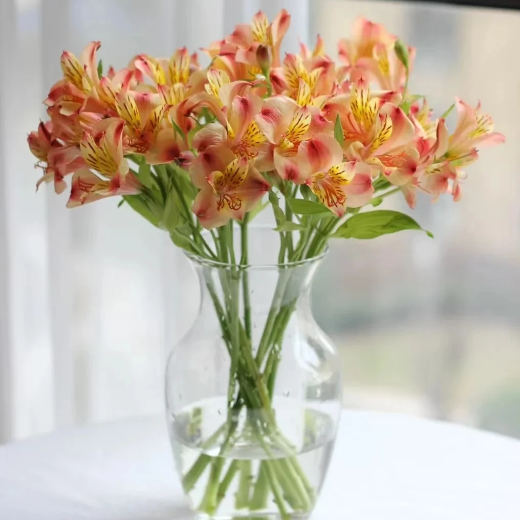 水仙百合鲜花|又叫六初花，期待与您相见