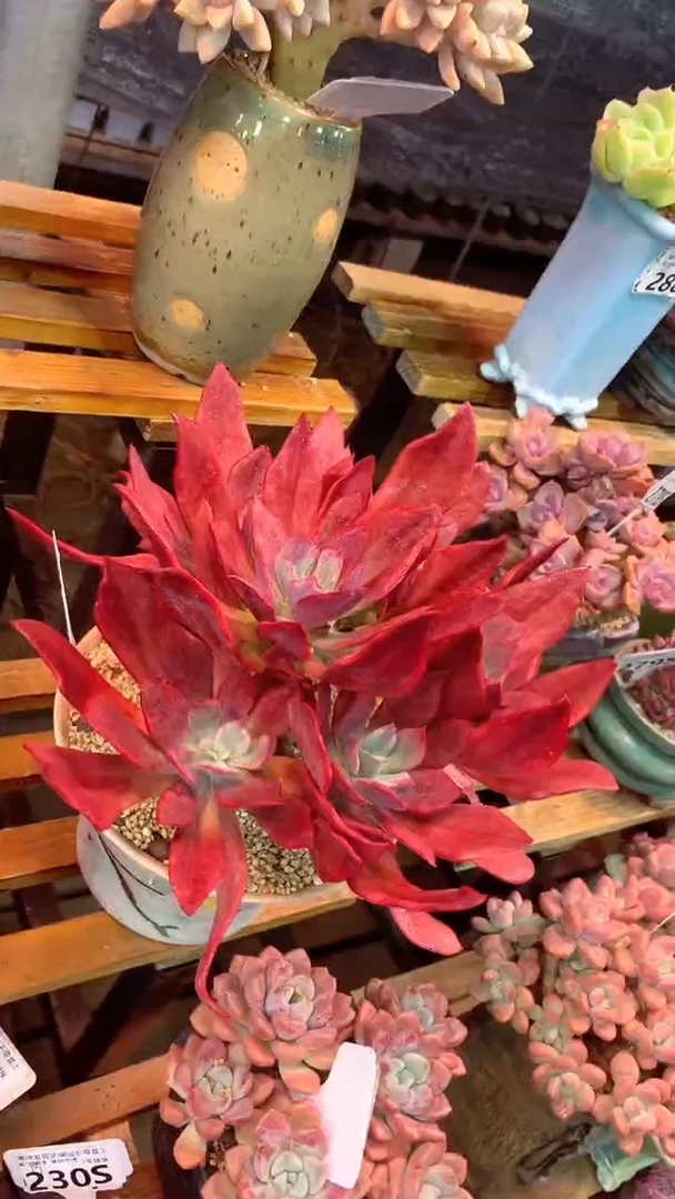 242S（一物一拍实付满28发货，默认不带盆土）