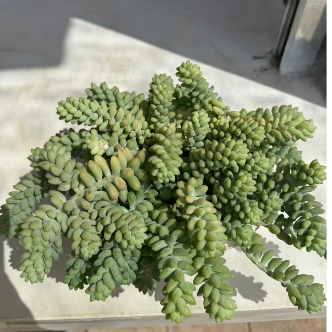 （玉坠180#） 小付多肉现场直播云南斗南多肉植物基地室内