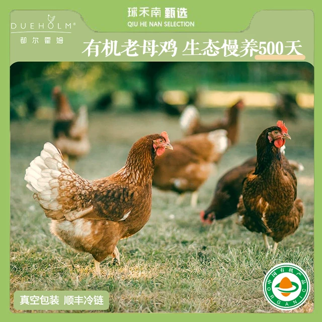 【球禾南甄选】有机原生态散养老母鸡肉质紧实口感鲜美