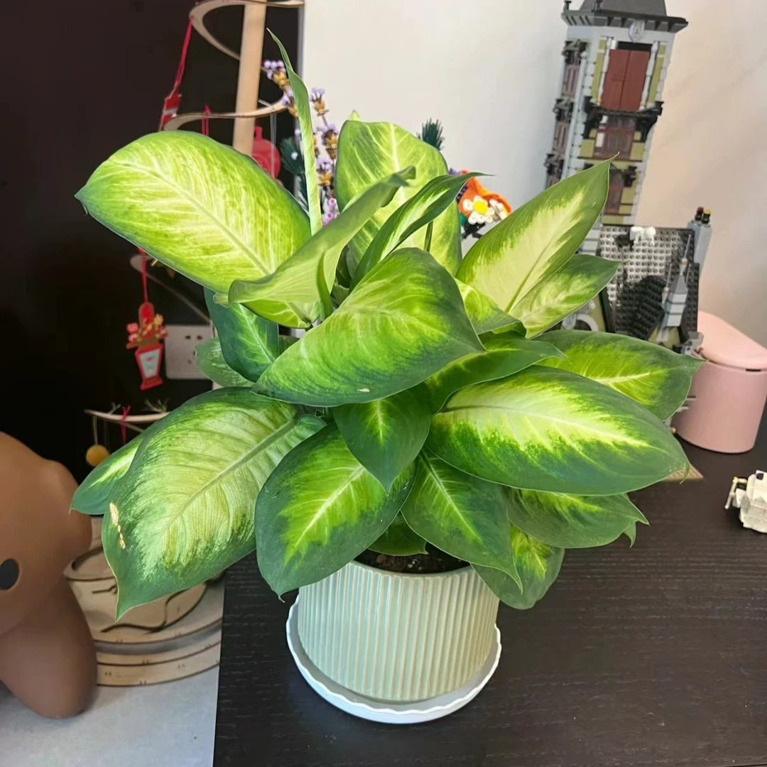 【精品款】翡翠玛丽安万年青室内植物四季好养花绿植鲜活