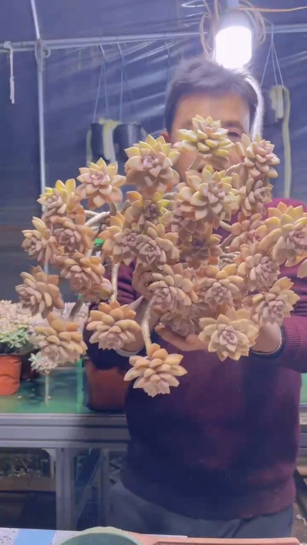 141淡雪缀化一物一拍