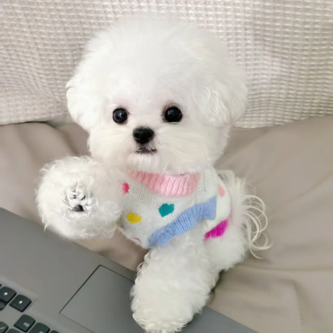 毛毛狗之家活体宠物