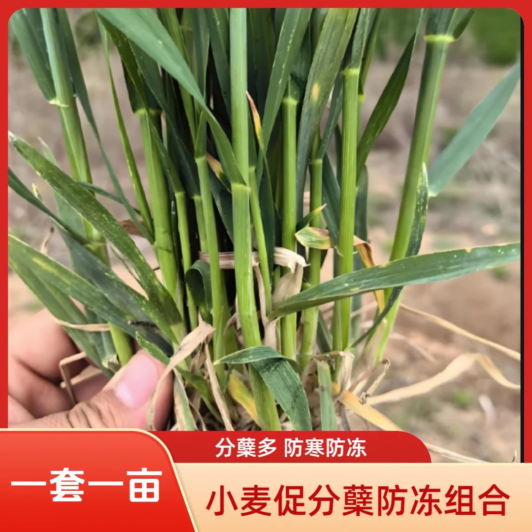 四快九 小麦促分蘖防冻一套七包营养组合