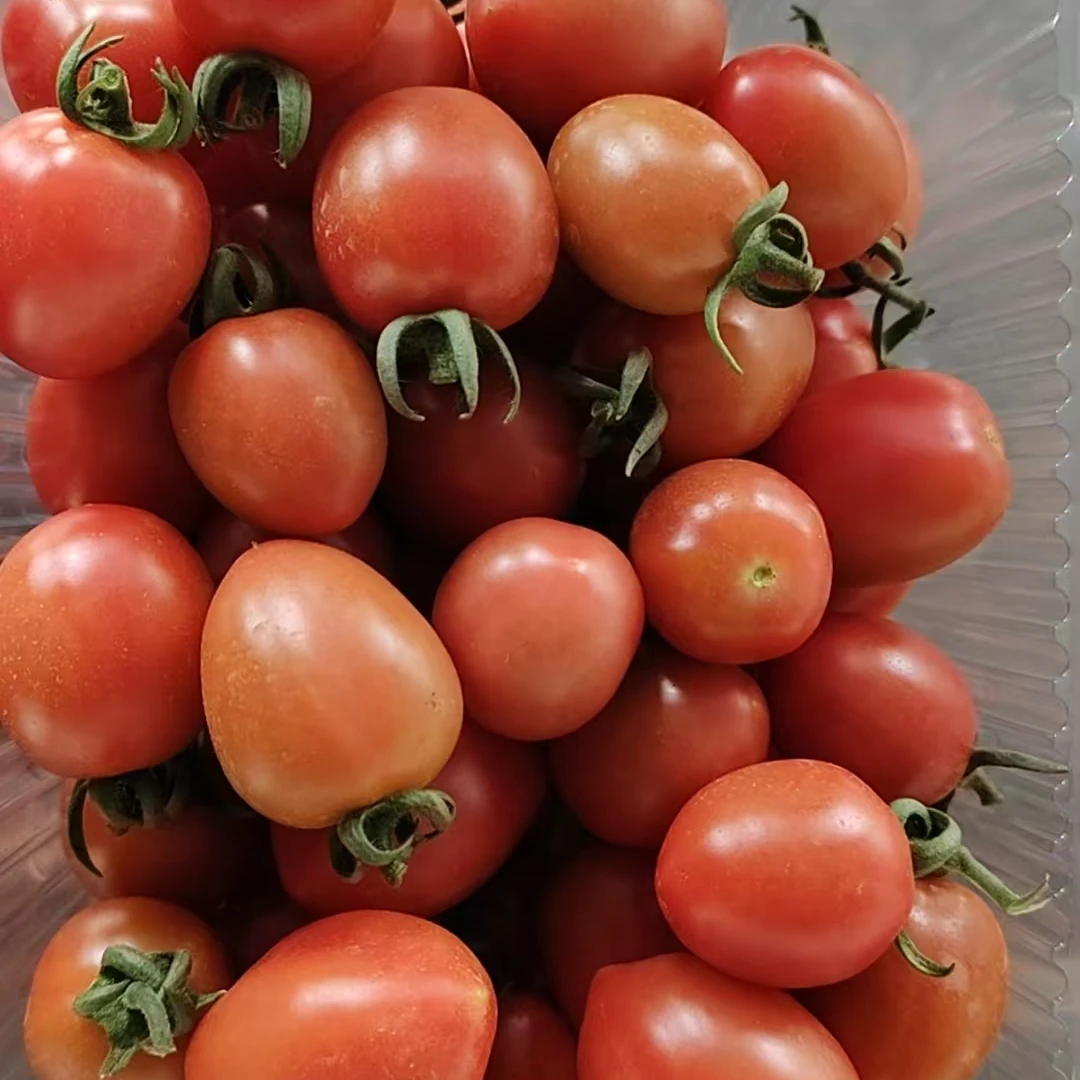 本地自然熟小西红柿（圣女果）2斤装
