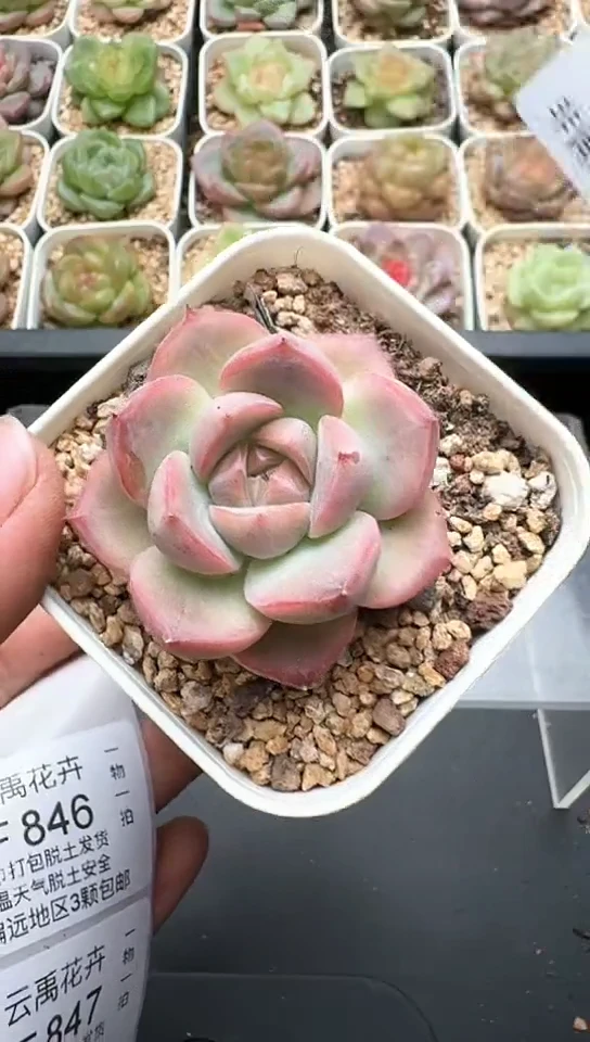 845F云禹多肉植物 默认脱土纸巾打包 3颗包邮