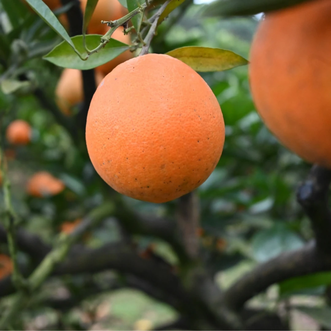 邻水滑滩纽荷尔脐橙鲜果甜橙多汁现摘包邮
