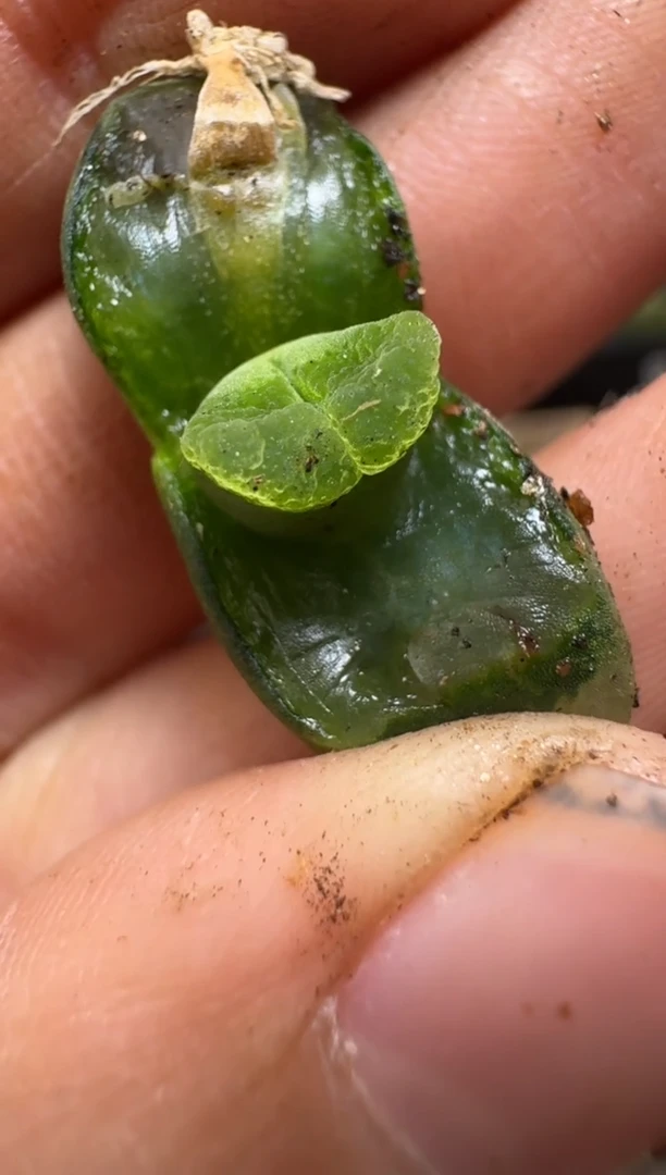 【闪购商品】2/4-124