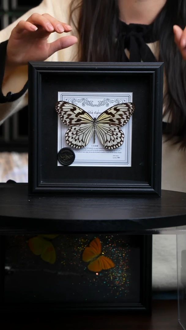 大帛斑蝶盲盒版7寸方框