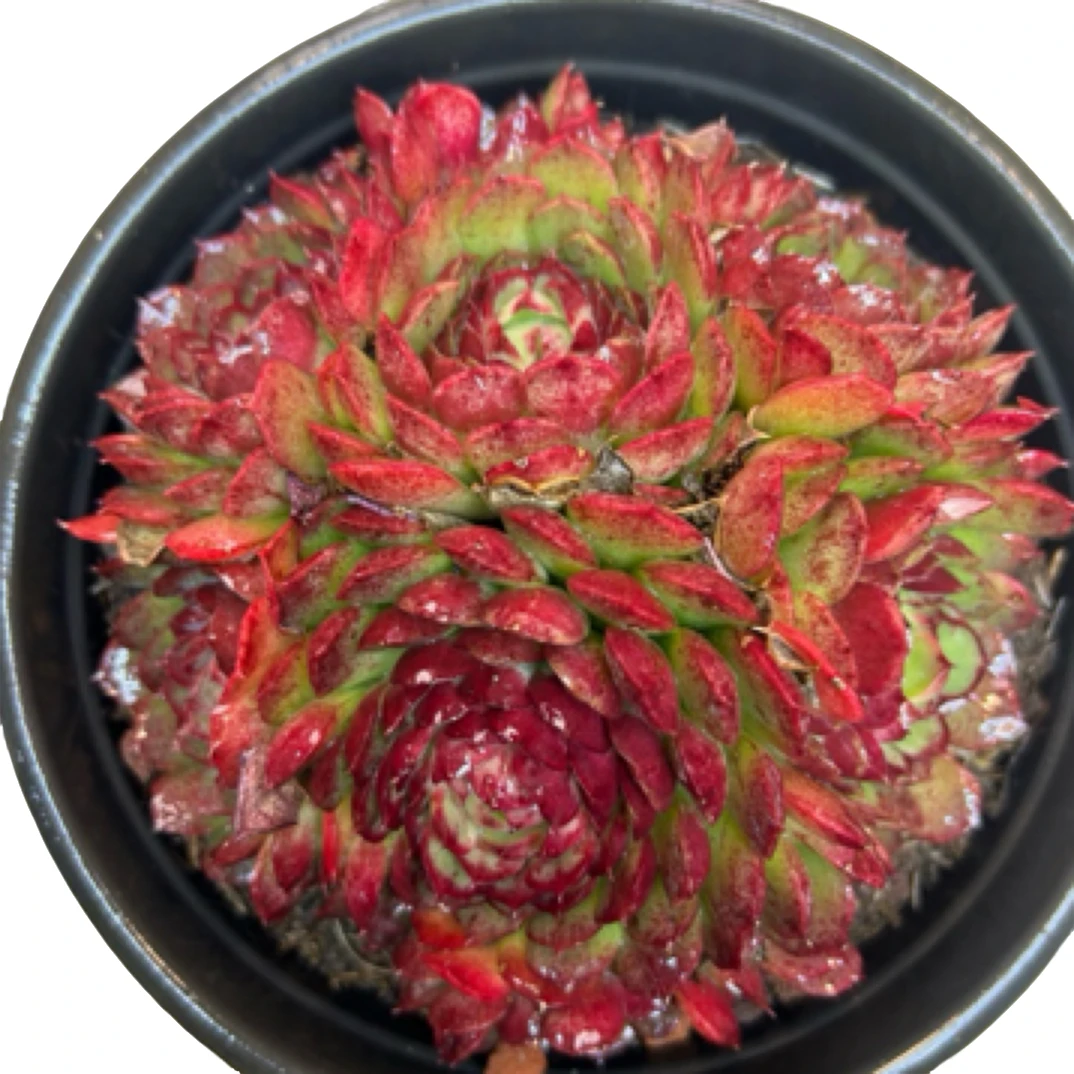 眼镜多肉（西府海棠）整装老桩飘枝盆栽盆景多肉