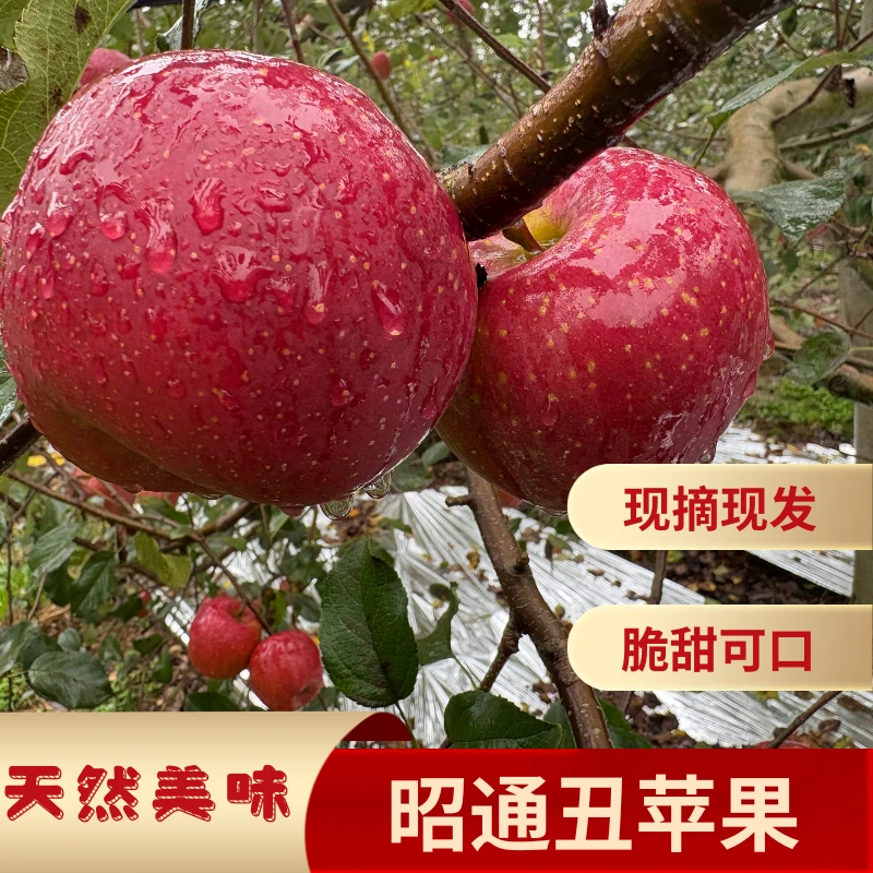 红富士口感脆甜产地果园直发正宗云南云南昭通糖心丑苹果水果