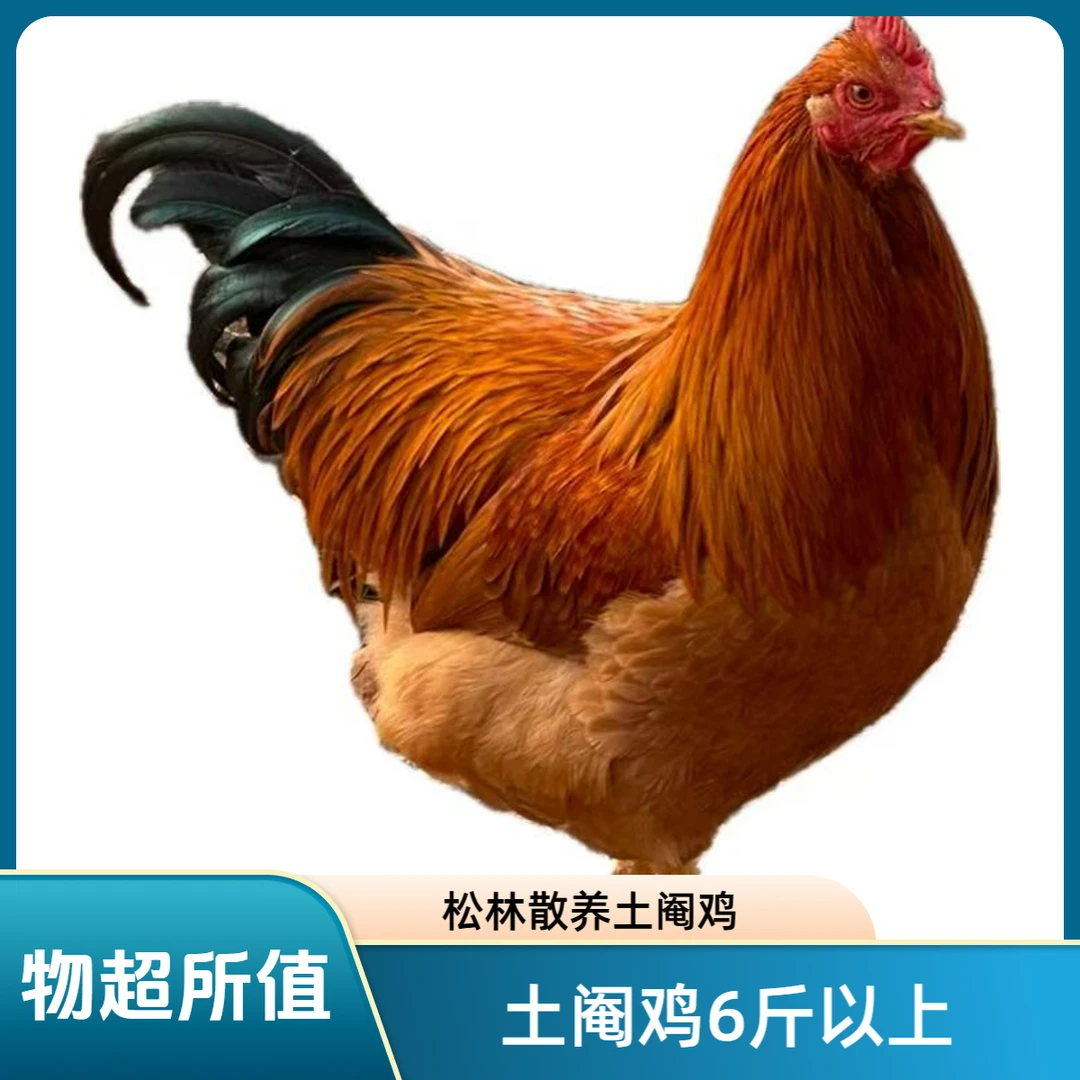 （现杀生鲜）松山林散养土阉鸡6.5斤以上260天以上顺丰冷链包邮